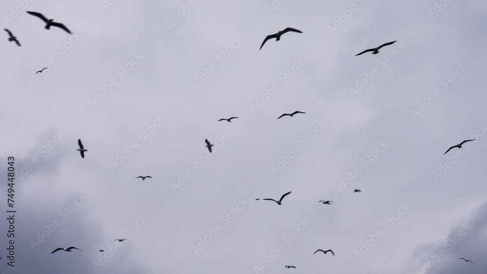 Real time low angle of many birds flying under gloomy sky with fluffy clouds in daytime Real time low angle of many birds flying under gloomy sky with fluffy clouds in daytime