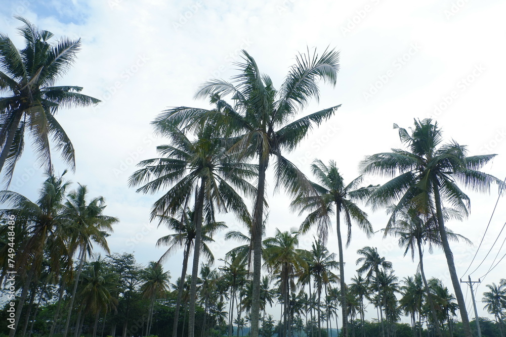 Coconut trees in the park with the sky in the background.