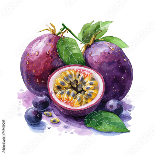 watercolor painting of a Passion Fruit with leaf, isolated on a white background, Drawing Vector, Illustration Graphic, clipart.