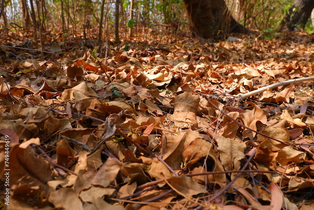 Fallen leaves on the ground in the forest. Selective focus.