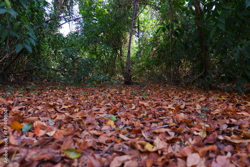 Autumn leaves on the ground in the forest, nature background.