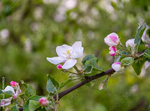 blossoming branch of an apple tree close-up