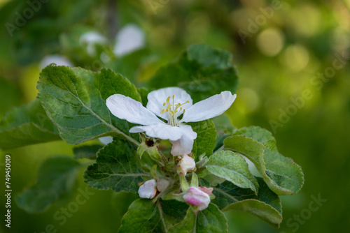 Blooming apple tree branch in the spring garden. © Alla 