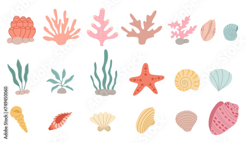 Seaweed and seashells set vector flat. Cute decor for your design