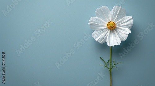 a single white flower with a yellow center on a blue background with a green stem and a yellow center on the center of the flower. © Ilona