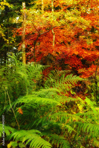Nature, forest and seasons with ferns for growth, sustainable environment and tropical rainforest. Colorful, ecosystem and woods for plants, vegetation and autumn leaves in natural landscape.