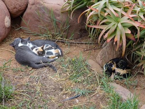 Photography wild domesticated cats