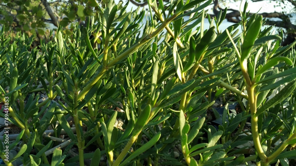 Fototapeta premium green plant in garden at springtime, closeup of green leaves