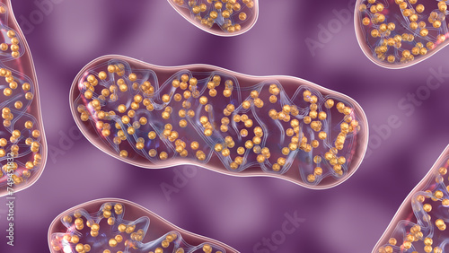 Cellular organelle mitochondria on purple background. 3d illustration