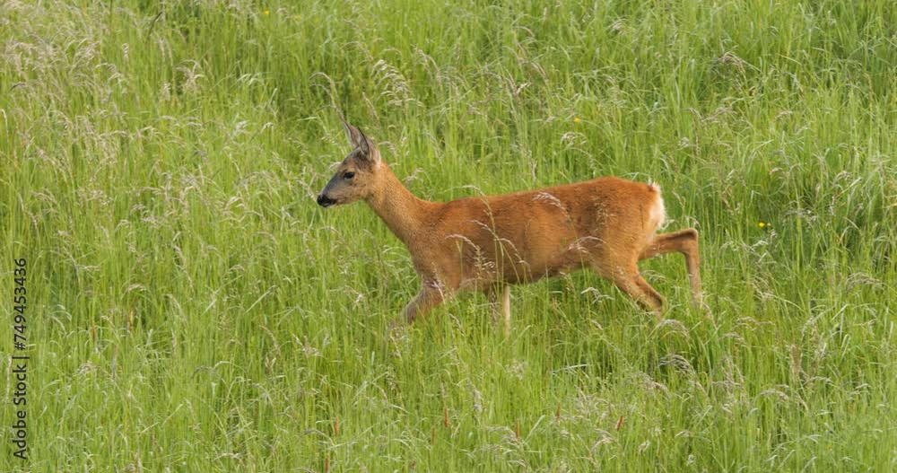 A deer is walking through a field of tall grass. The scene is peaceful and serene, with the deer moving through the grass without any disturbance A deer is walking through a field of tall grass. The scene is peaceful and serene, with the deer moving through the grass without any disturbance