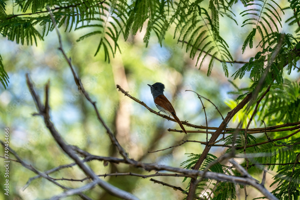 beautiful paradise flycatcher in natural conditions in Namibia beautiful paradise flycatcher in natural conditions in Namibia