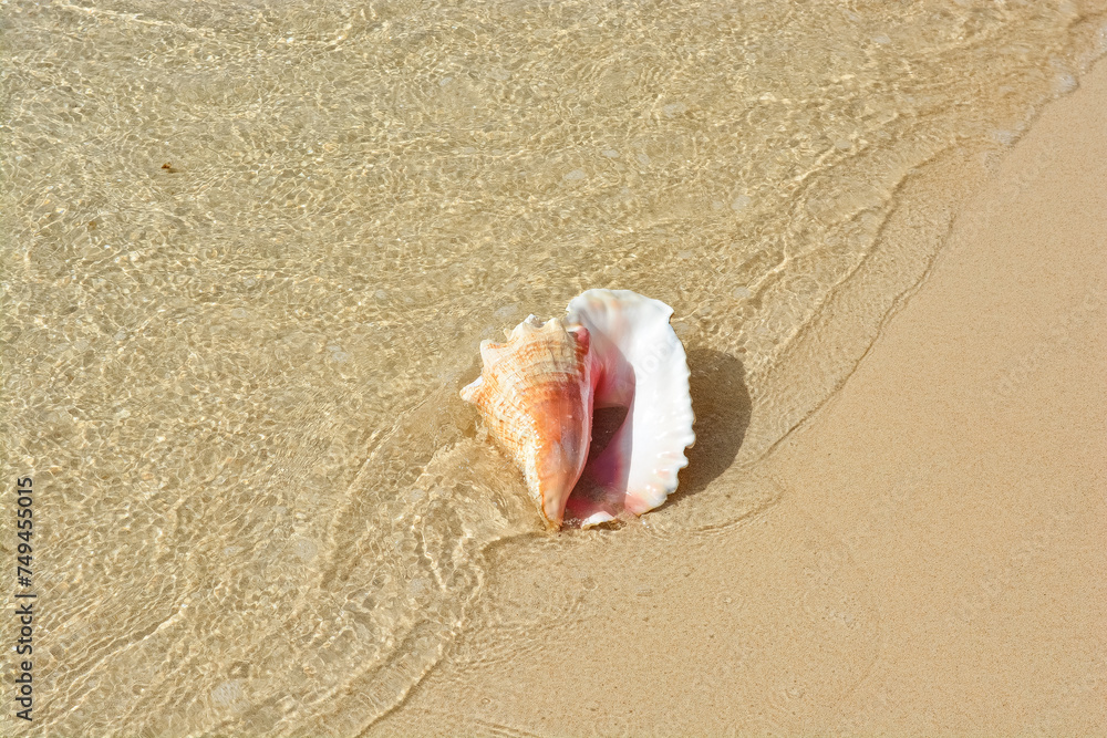 A beautiful photo of an adult queen conch shell on the Caribbean shore. A beautiful photo of an adult queen conch shell on the Caribbean shore.