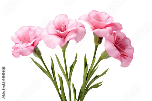 Set against a White background, these pink lisianthus flowers represent the epitome of floral elegance, radiating a sense of serenity and joy with their exquisite blooms.