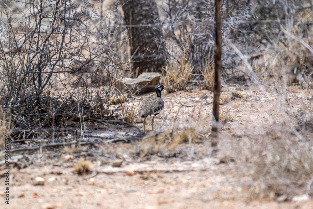 Great Bustard in natural conditions in Kenya Great Bustard in natural conditions in Kenya