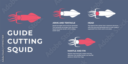 Seafood. Cutting meat squid carcass. Diagram сutting parts meat squid. Butcher guide seafood. Vector flat color drawing illustration. Isolated.