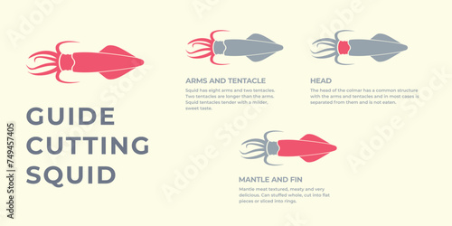 Seafood. Cutting meat squid carcass. Diagram сutting parts meat squid. Butcher guide seafood. Vector flat color drawing illustration. Isolated.