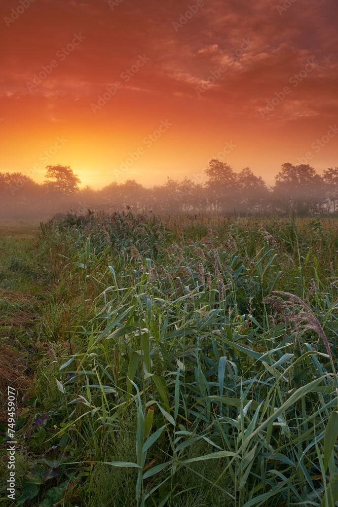 Wheat field, farm and sunset or nature environment for grain harvesting for small business, countryside or meadow. Plants, land and agriculture or misty forest in Thailand for growth, rural or travel