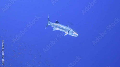 Wallpaper Mural Predator fish - barracuda swimming in the open water. Ocean and marine life, underwater video from scuba diving. Barracuda fish swimming in the deep blue ocean. Scuba diving trip with underwater life. Torontodigital.ca