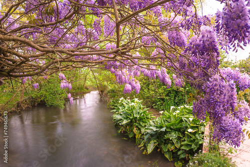 Beautiful landscape with purple blooming wisteria abouve a river