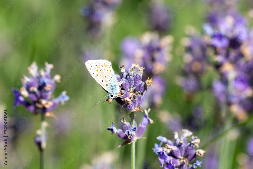 Fototapeta premium Common blue butterfly on flower