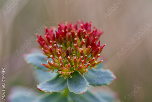 Golden root (Rhodiola rosea)