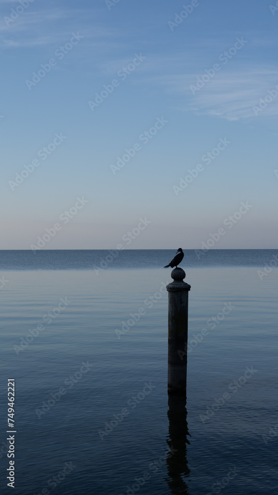 Cormorant on the pole in the middle of the lake