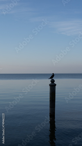 Cormorant on the pole in the middle of the lake
