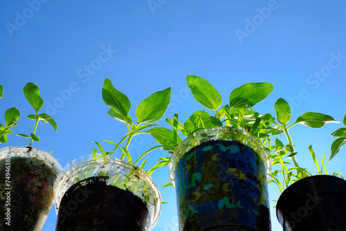 Recycle plastic glass to plant a tree, drink container can reuse with soil for seedlings growth green photo