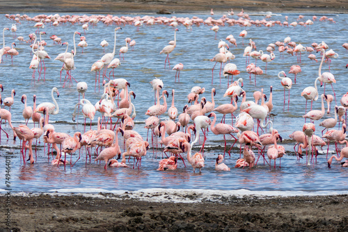 Ngorongoro, Tanzania, October 25, 2023. Ngorongoro, pink flamingos in a Ngorongoro lake