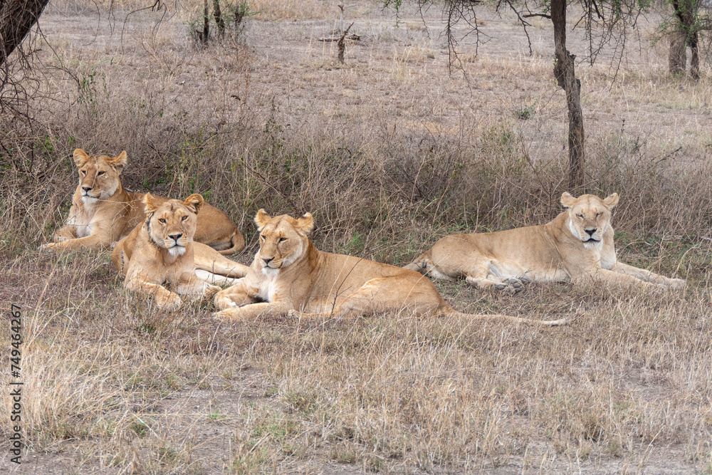 Serengeti, Tanzania, October 26, 2023. Group of lionesses resting Serengeti, Tanzania, October 26, 2023. Group of lionesses resting