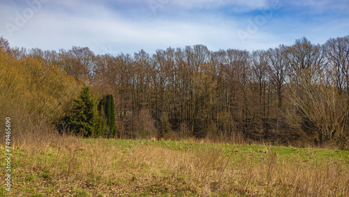 Fototapeta Naklejka Na Ścianę i Meble -  Spring is here - but the trees are still bare