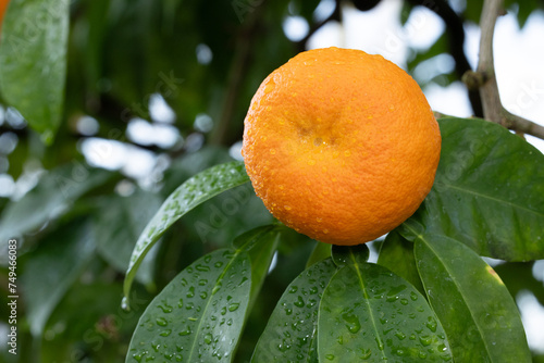 bitter orange on a tree