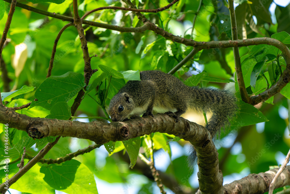 Ruwenzori-Sonnenhörnchen (Heliosciurus ruwenzorii) auf einem Ast