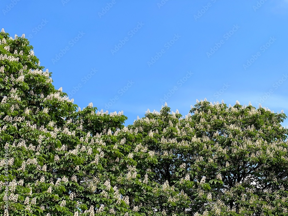 White  flowering horse chestnut trees in the spring park 