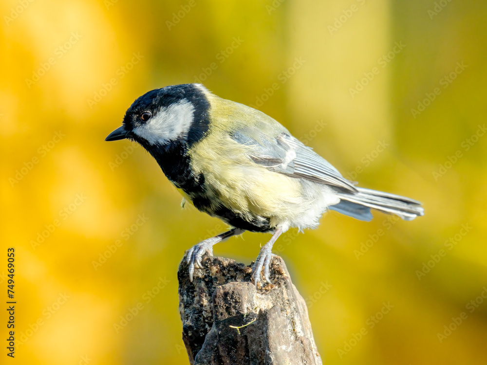 Obraz premium Coal tit - Koolsmees - Parus major