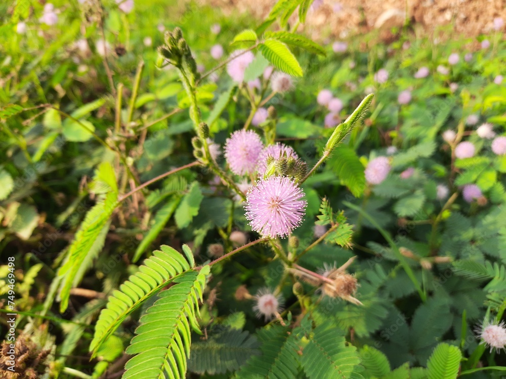 Mimosa pudica flower. Its other names pudica, sensitive plant, sleepy plant, action plant, touch me not and shameplant. Mimosa pudica flower. Its other names pudica, sensitive plant, sleepy plant, action plant, touch me not and shameplant.