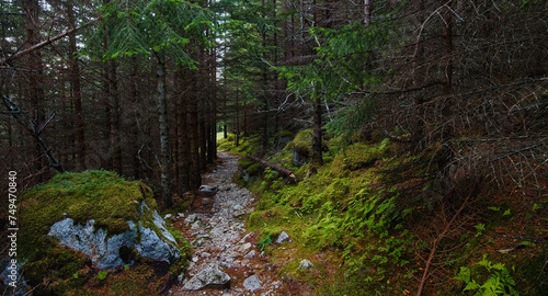 Mountainous path in the dark woods  Lofoten Islands  Northern Norway.