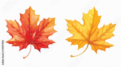 Autumn leaf maple foliage flora decoration isolated