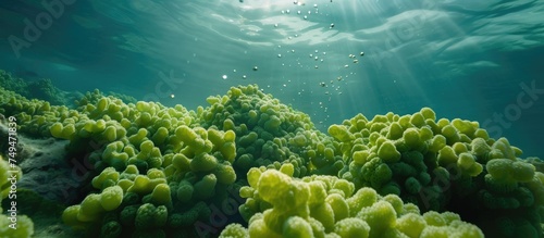 The image shows a diverse coral reef teeming with marine life, including green algae Tydemania expeditionis beads, in the clear waters of the Red Sea. Various coral formations and colorful fish can be