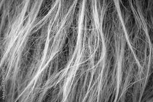 Canvas Print Dry and messy hair in close up view