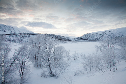 Frozen trees  in a valley that never sees the sun during the winter months  northern Norway