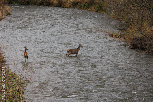 deer, animal, wildlife, nature, mammal, wild, forest, moose, buck, grass, animals, water, doe, young, antelope, meadow, brown, park, stag, wilderness, goat