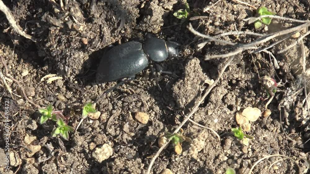 Eleodes (pinacate beetles or desert stink beetles) genus of darkling ...