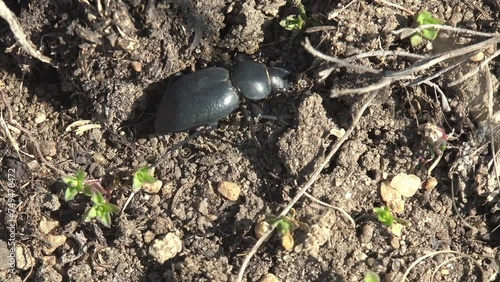 Eleodes (pinacate beetles or desert stink beetles) genus of darkling beetles, in family Tenebrionidae runs along ground near its burrow. View macro insect in wildlife photo