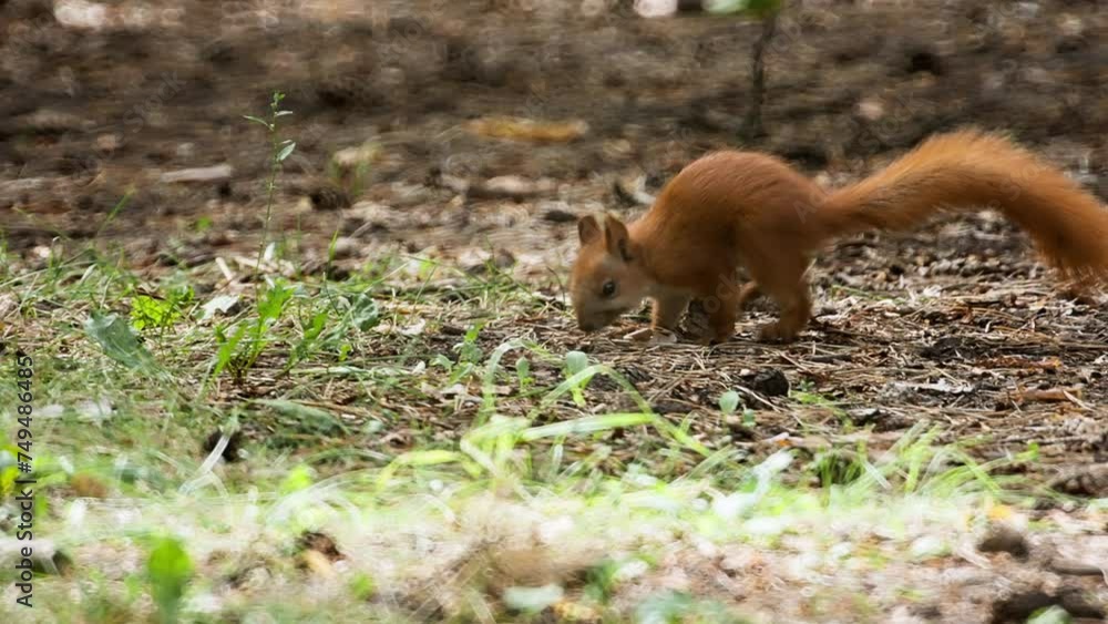 Squirrel on the ground Squirrel on the ground
