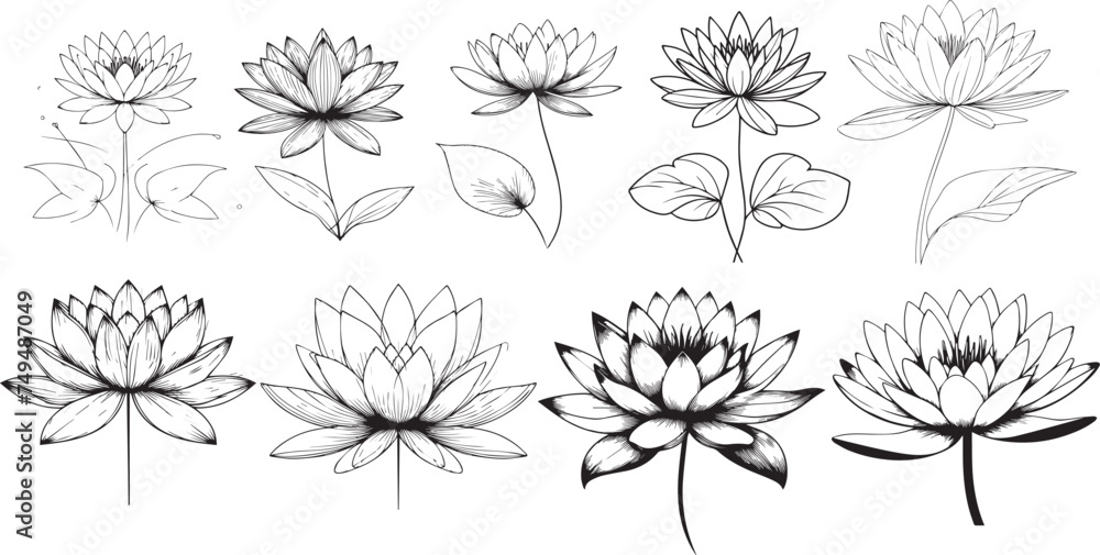 Set of Minimal water lily outline Flower silhouette. Beautiful and classy image of vector water lily flower.