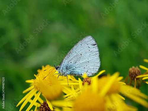 Blue butterfly on ragwort yellow flower © Jennifer