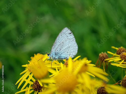 Blue butterfly on ragwort yellow flower © Jennifer