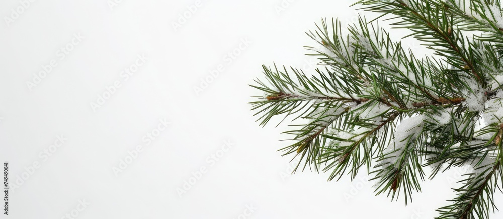 A detailed view of a pine tree covered in snow, showcasing the intricacies of the branches and needles coated in a white blanket of snow.