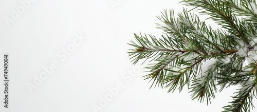 A detailed view of a pine tree covered in snow, showcasing the intricacies of the branches and needles coated in a white blanket of snow.